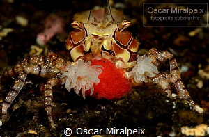boxing crab ... with eggs by Oscar Miralpeix 